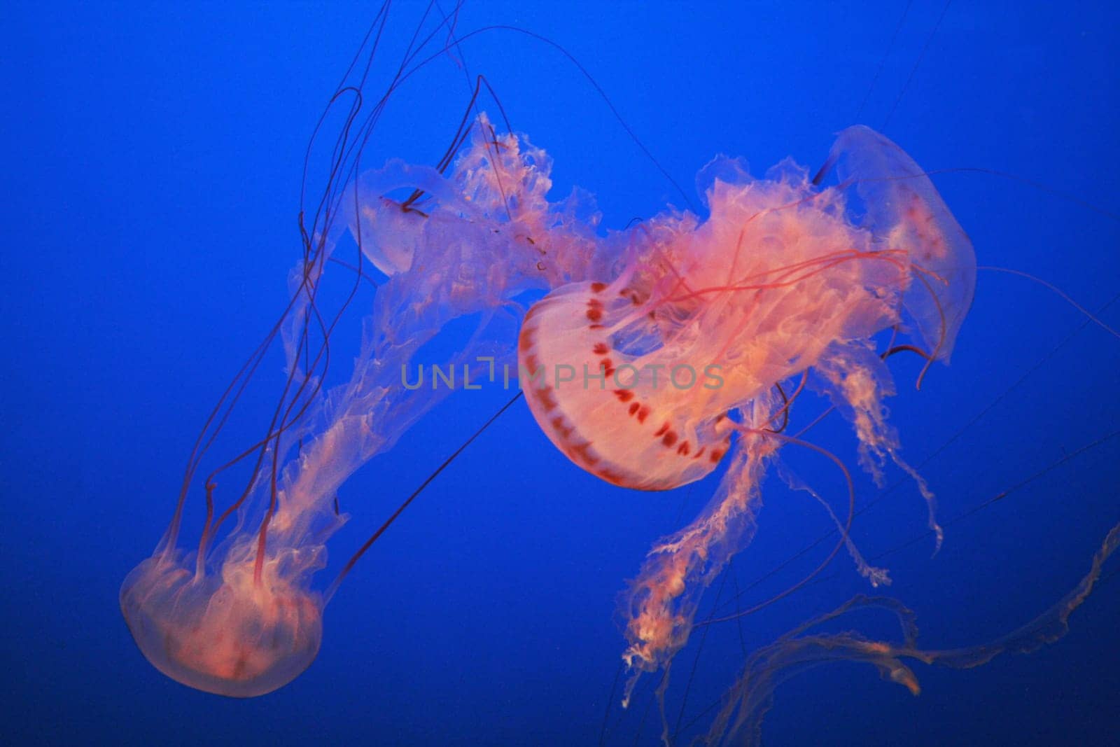Jellyfish