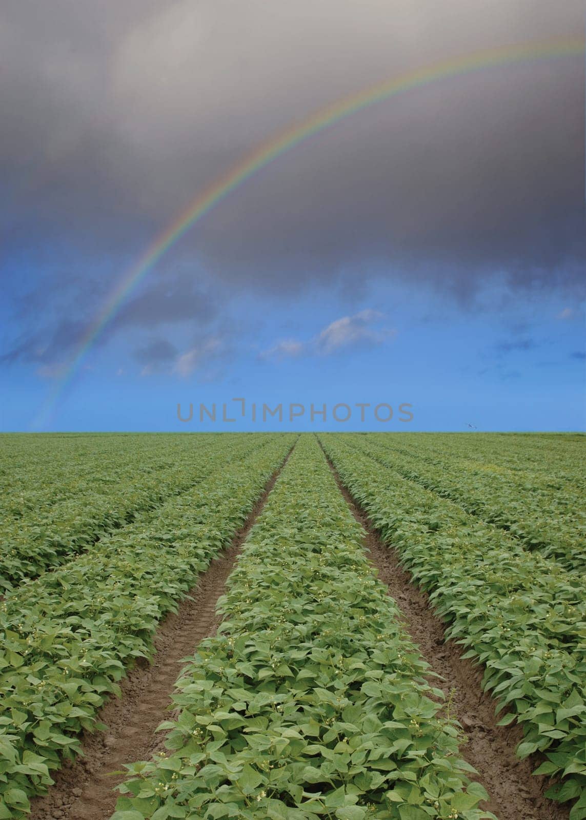 Strawberry Field