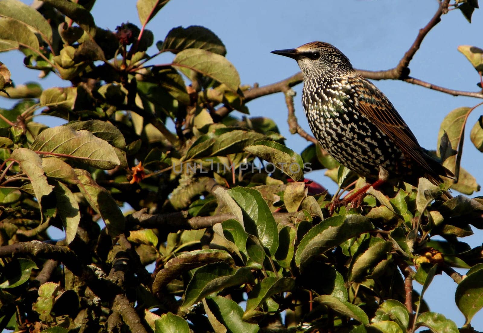 Sturnus vulgaris