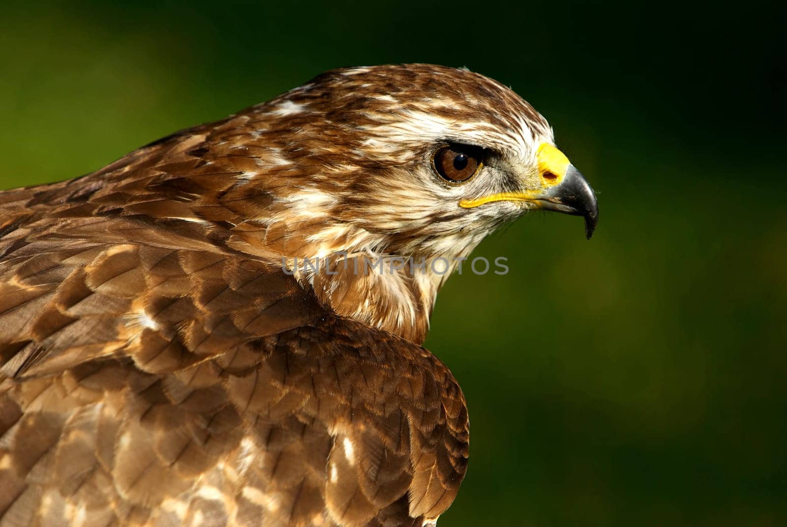 Griffin