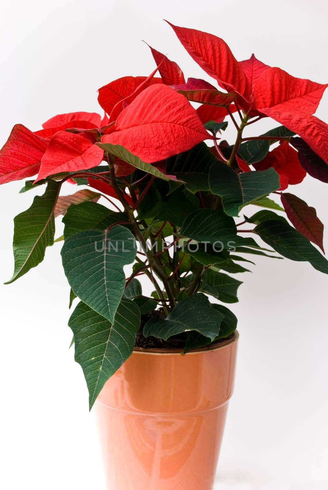 Red poinsettia
