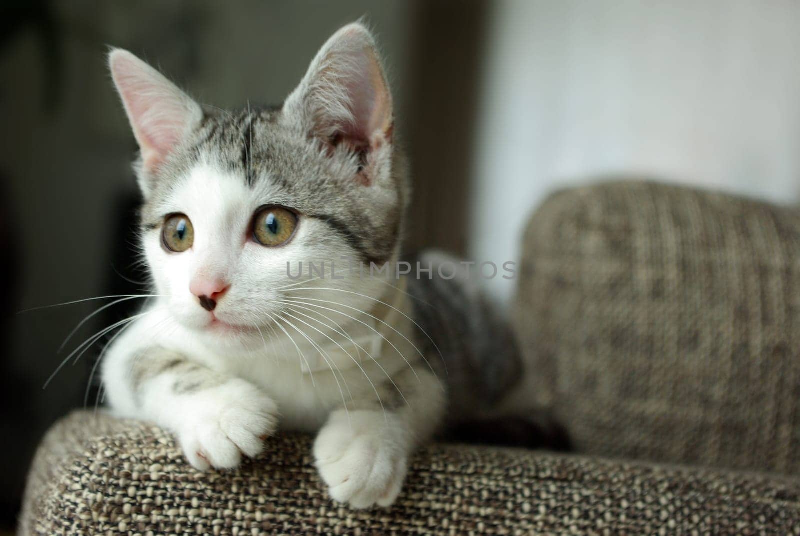 Where's the mouse?