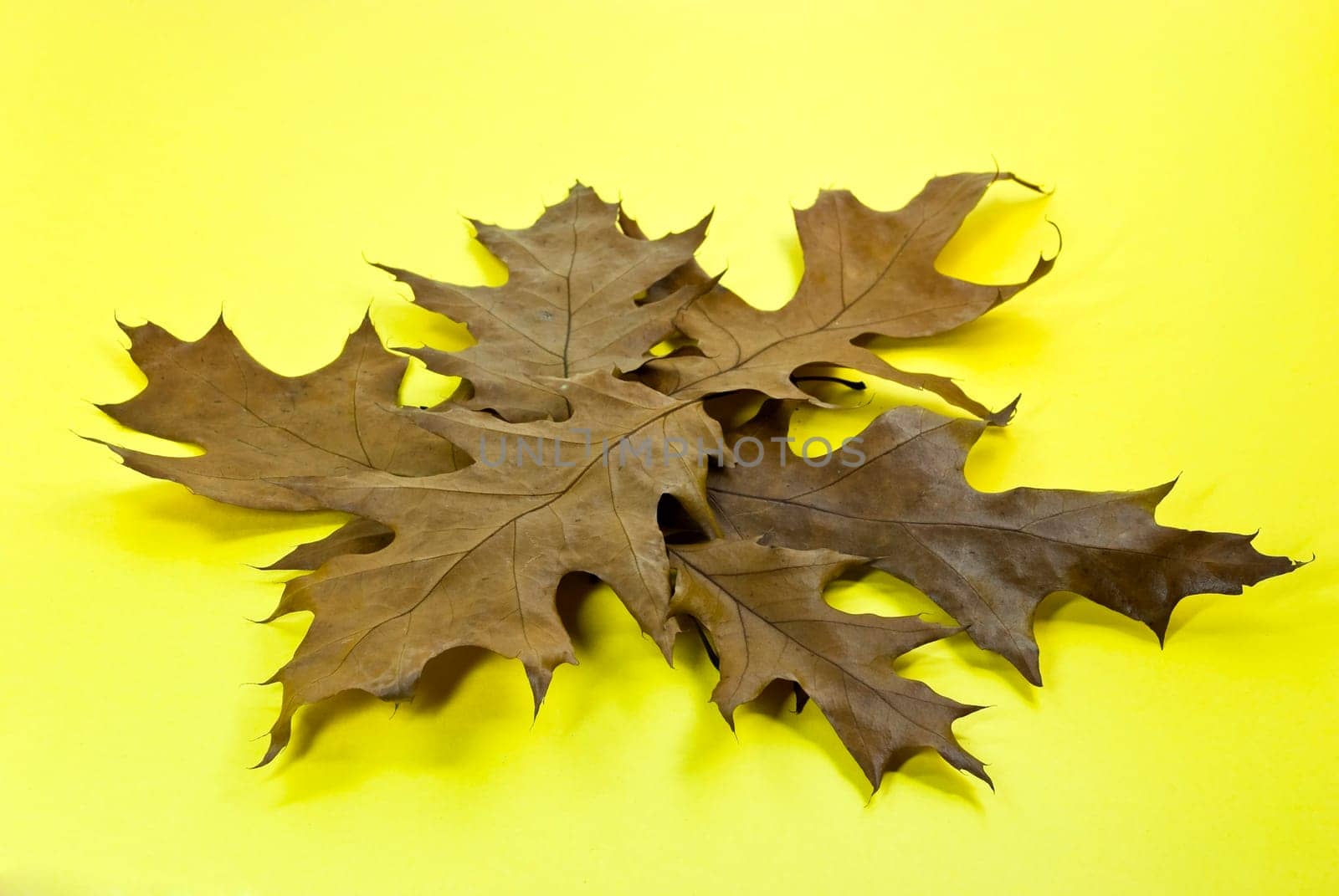 Autumnal leaves from the oak