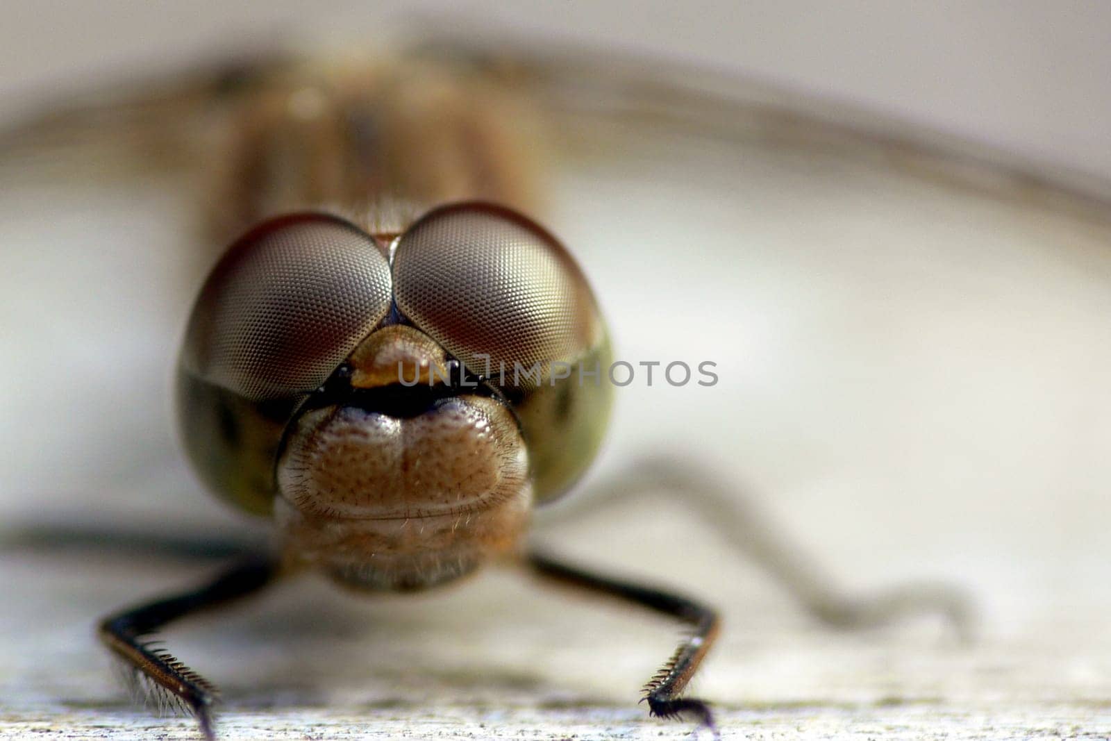 Dragonfly
