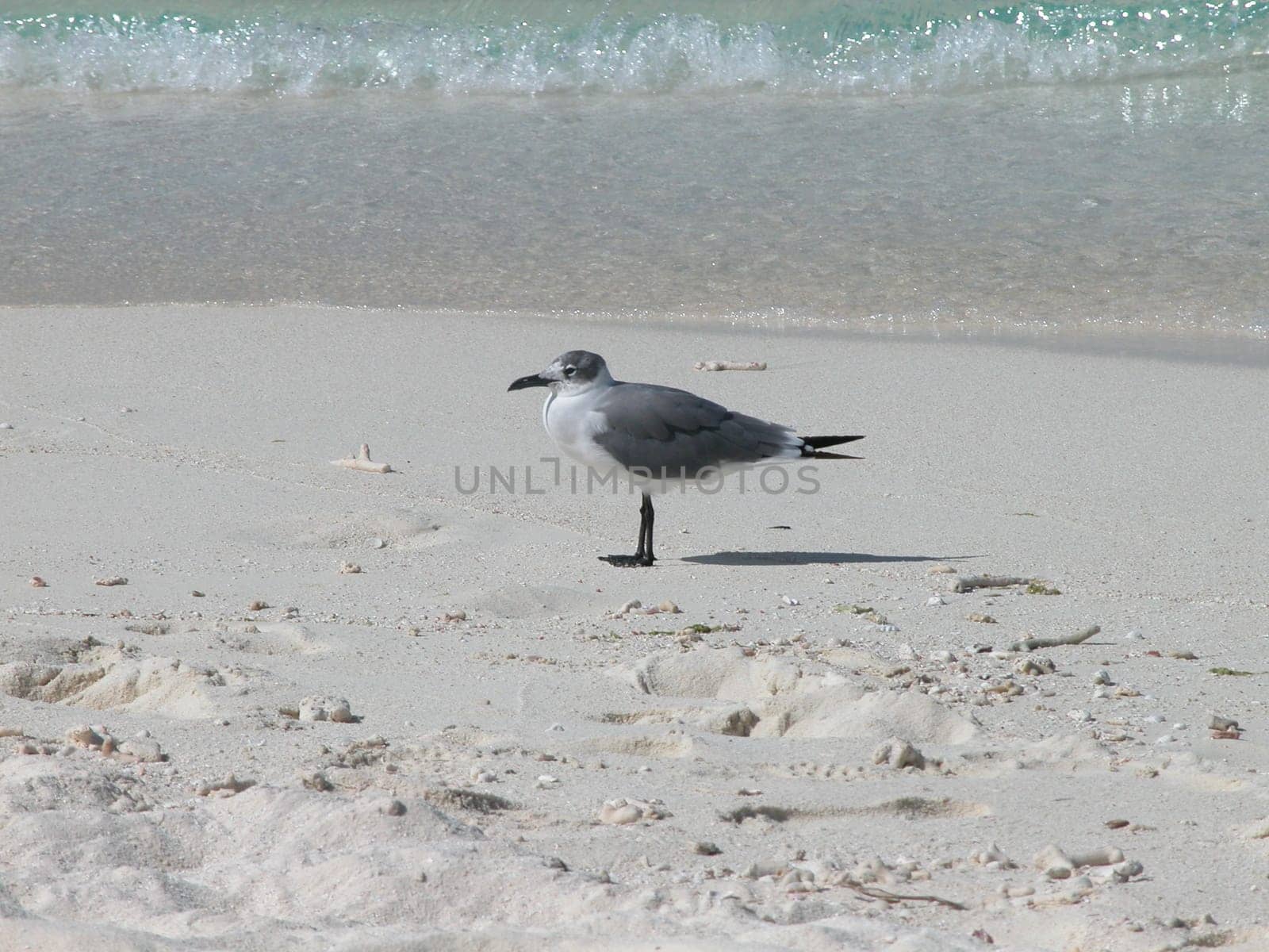 Seagull on the beach