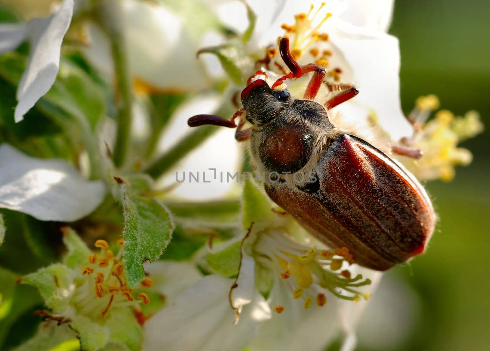 Licking nectar
