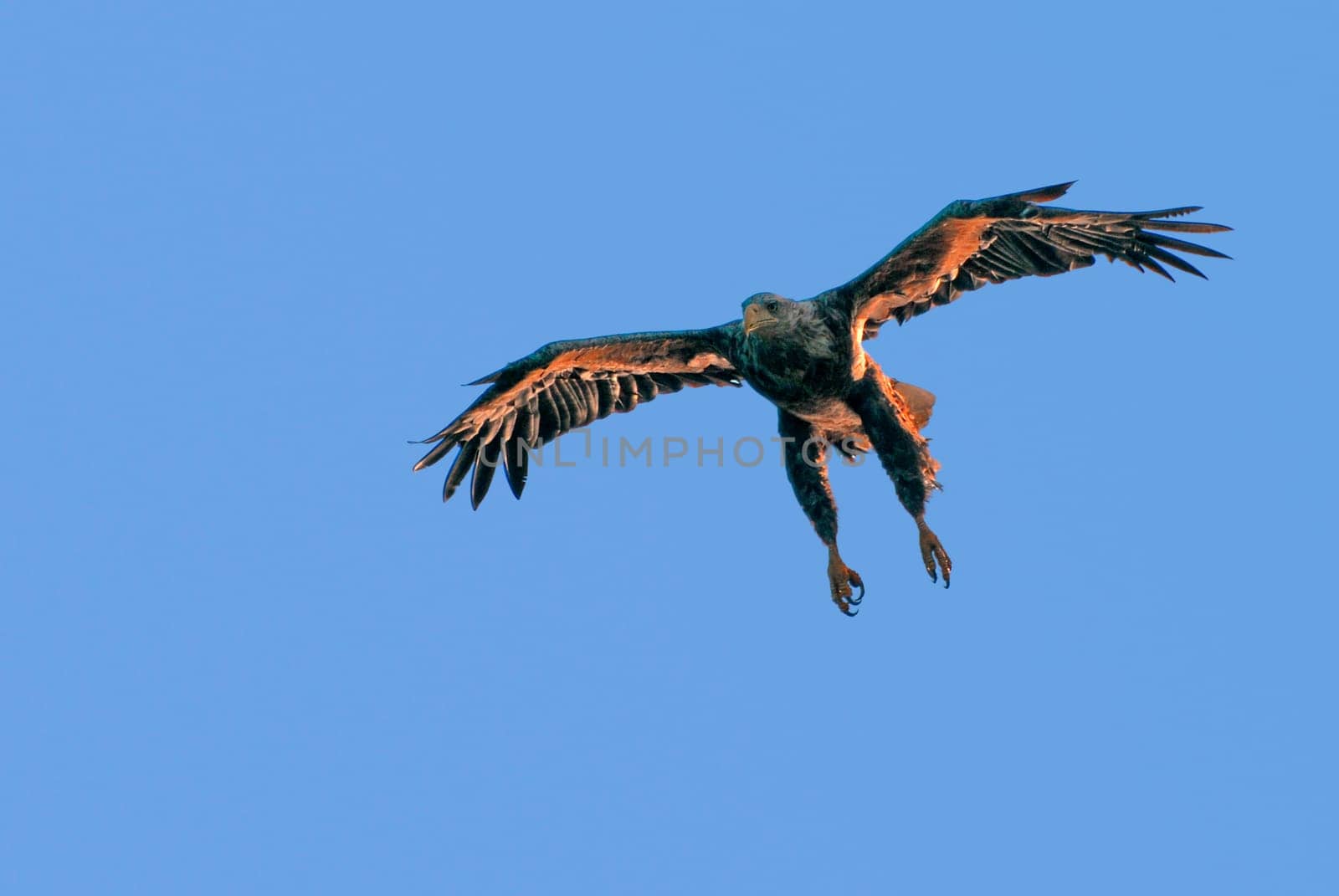 Here is my last picture from the white-tailed eagle series. Taken near Feldberg in Mecklenburg-Vorpommern on the Lather Luzin in the wild. Today,unfortunately,only a few remnants can be found in Europe. There are only a few breeding pairs left in Schleswig