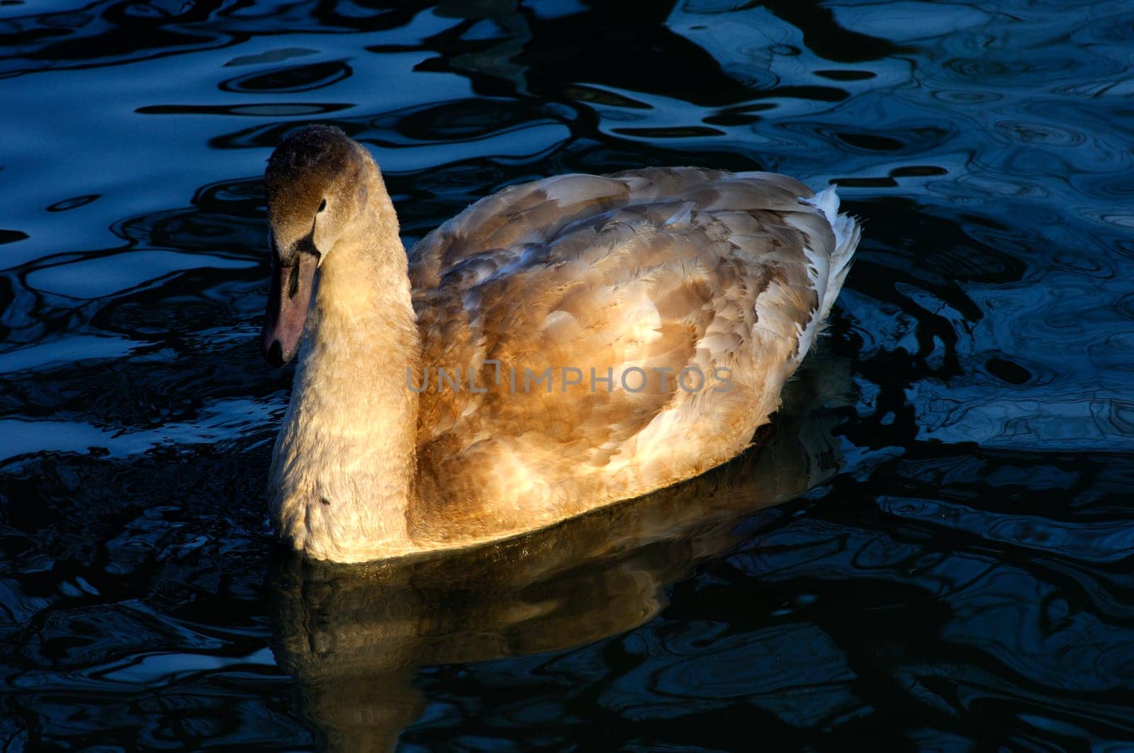 Swan,plumage undyed