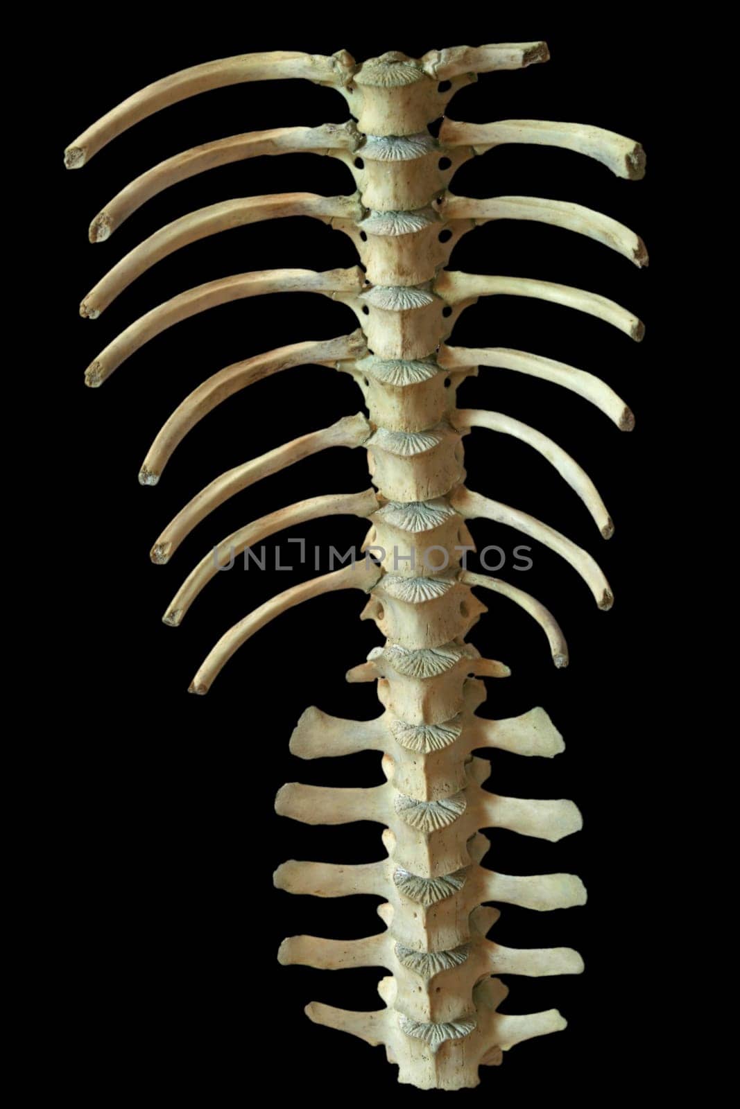 Wild Boar Spine II