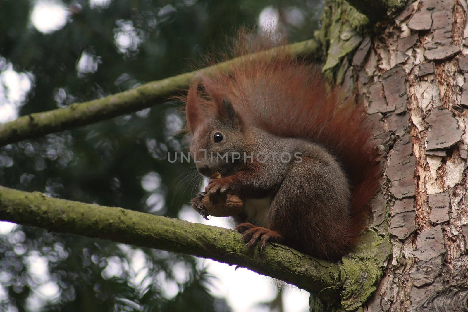Branch sitter
