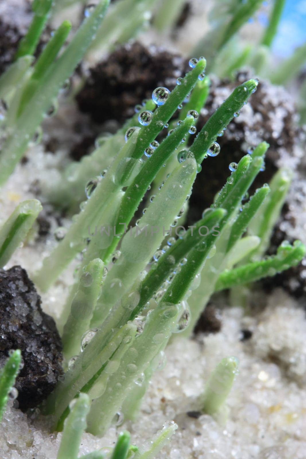 Silent Morning Dew