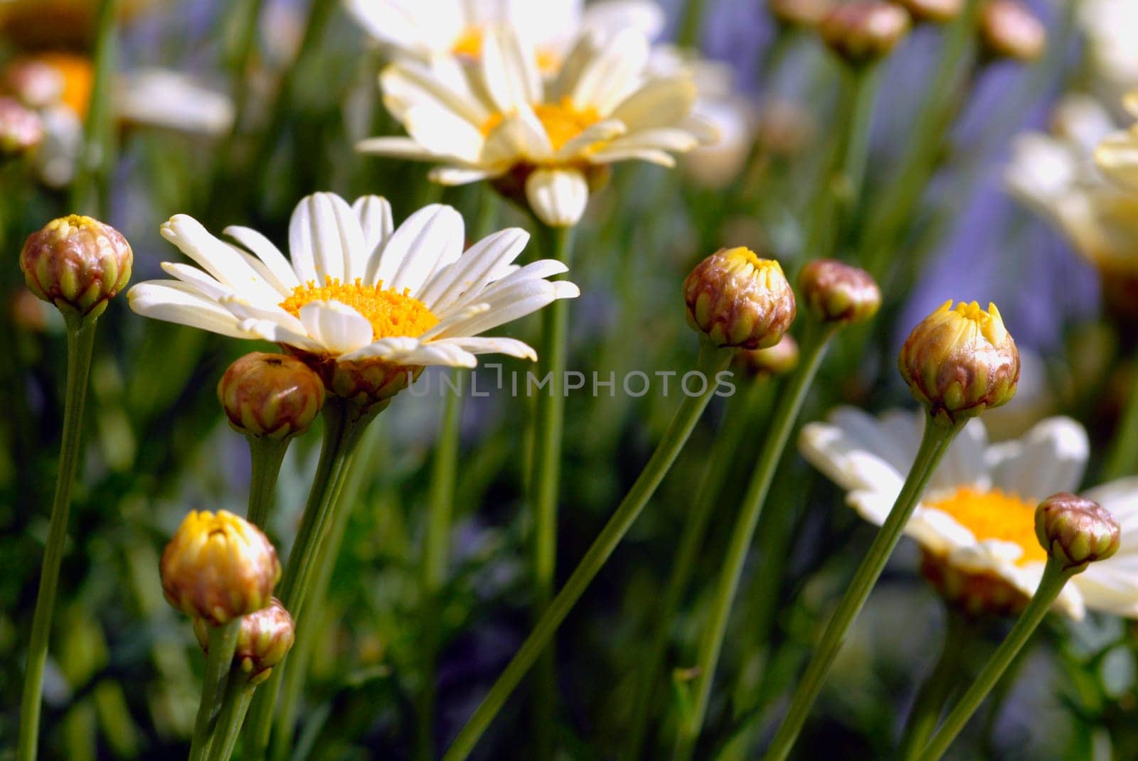 Not exactly seasonal,but exactly what I'm longing for - spring and warmth
