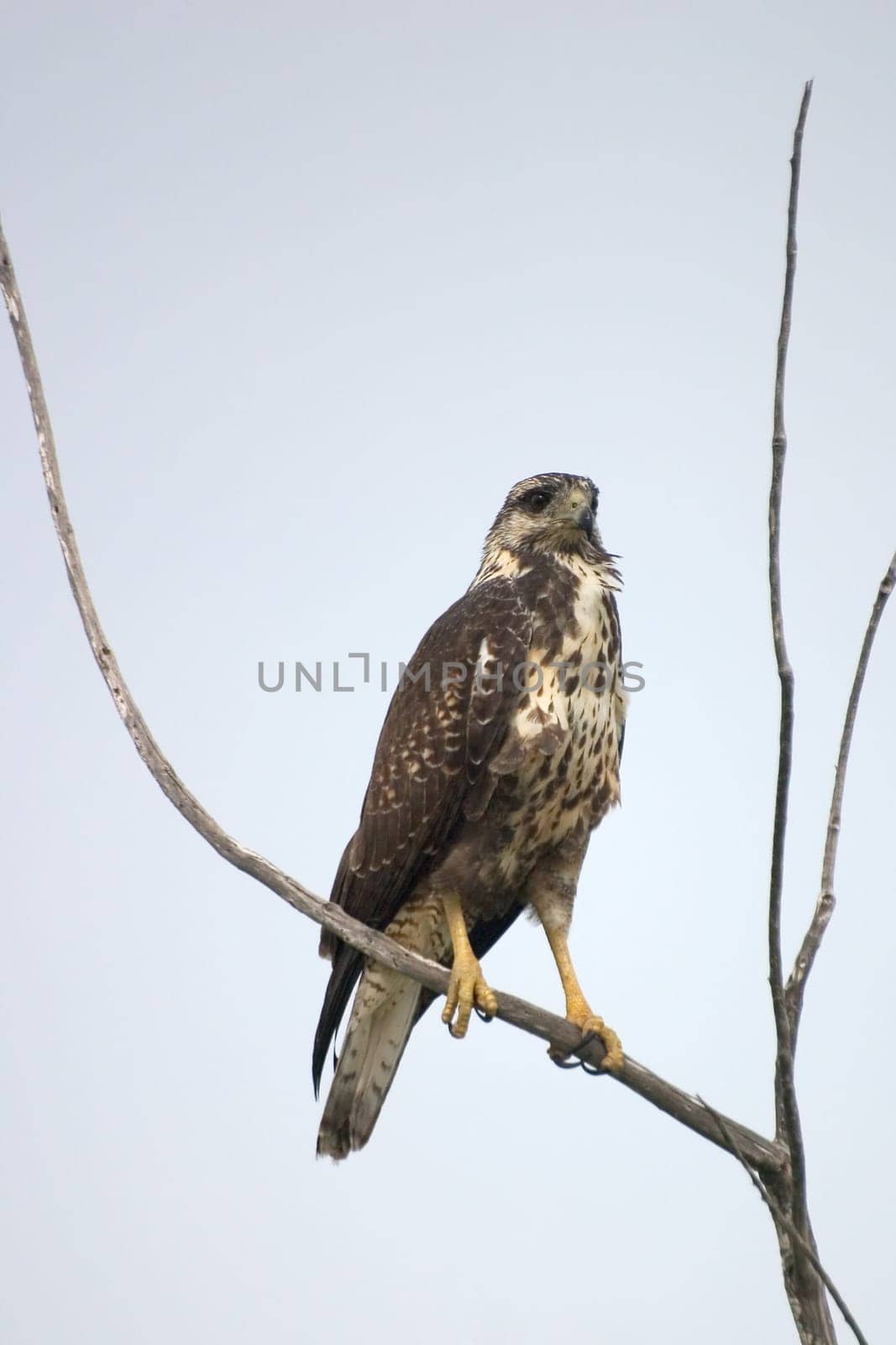 Caribbean Buzzard