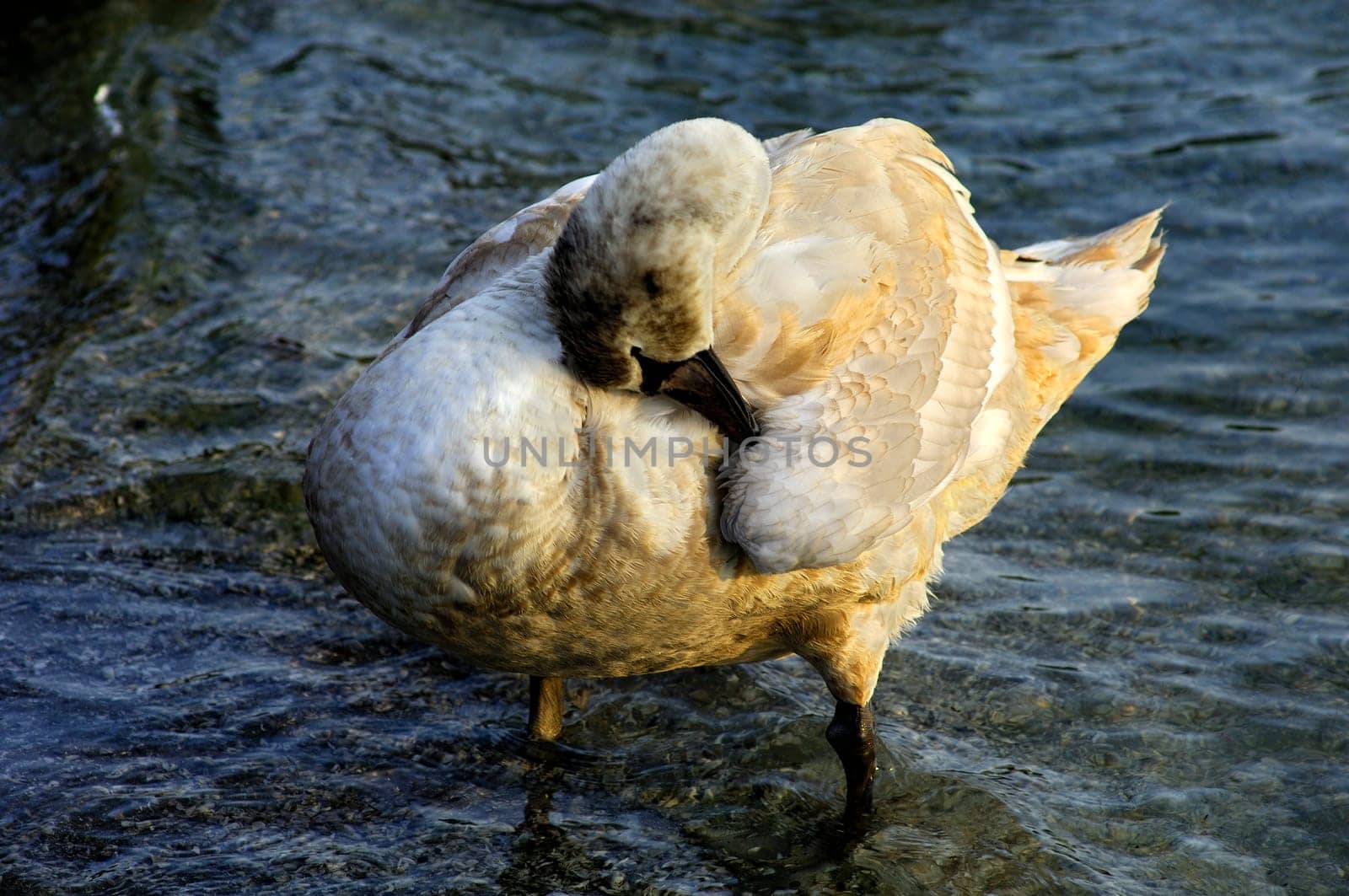 Young swan preening its plumage