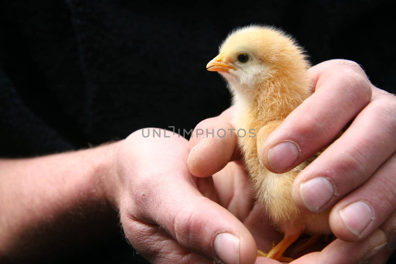 Chicks in farmer's hands 2