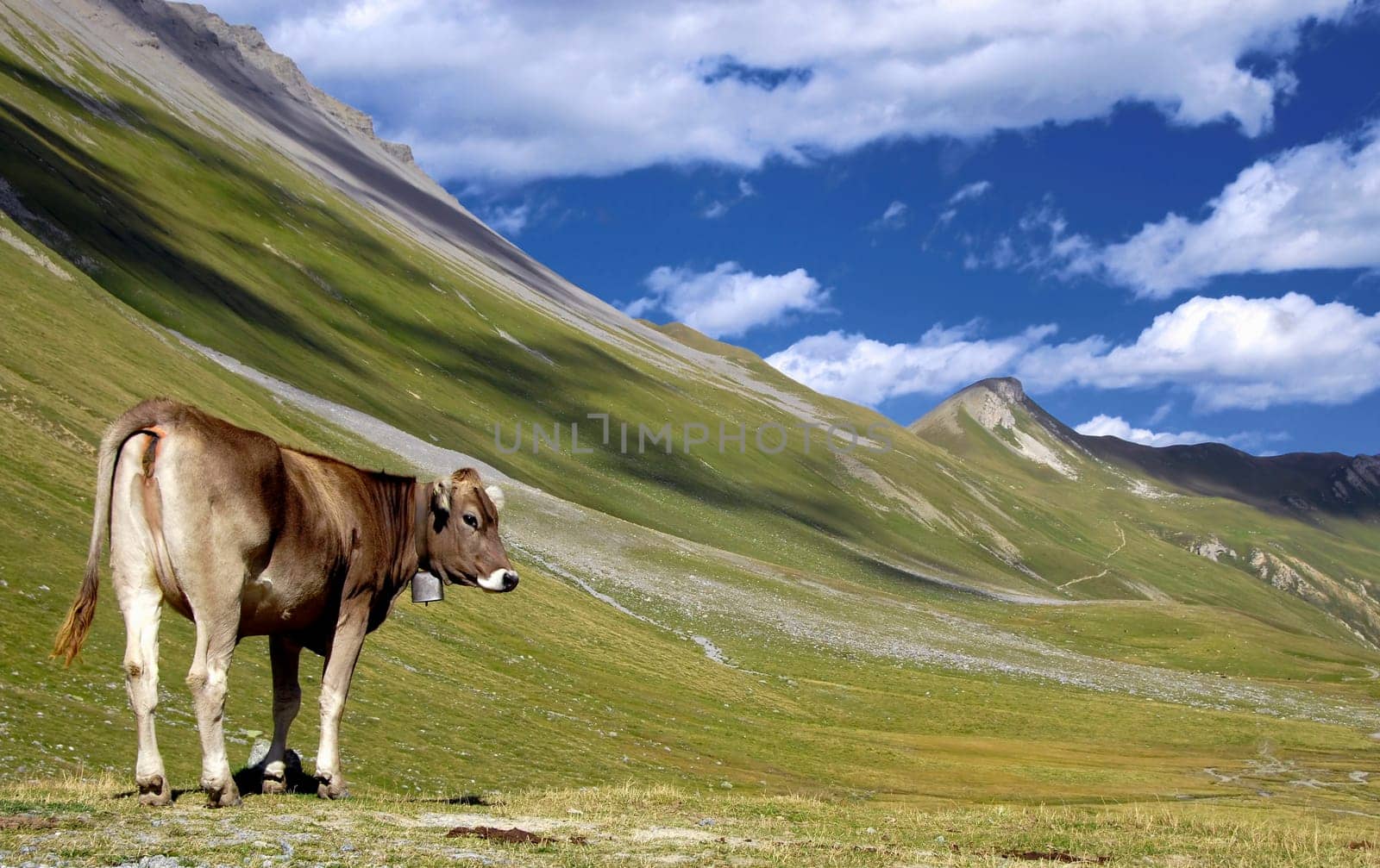 Pasture with a view