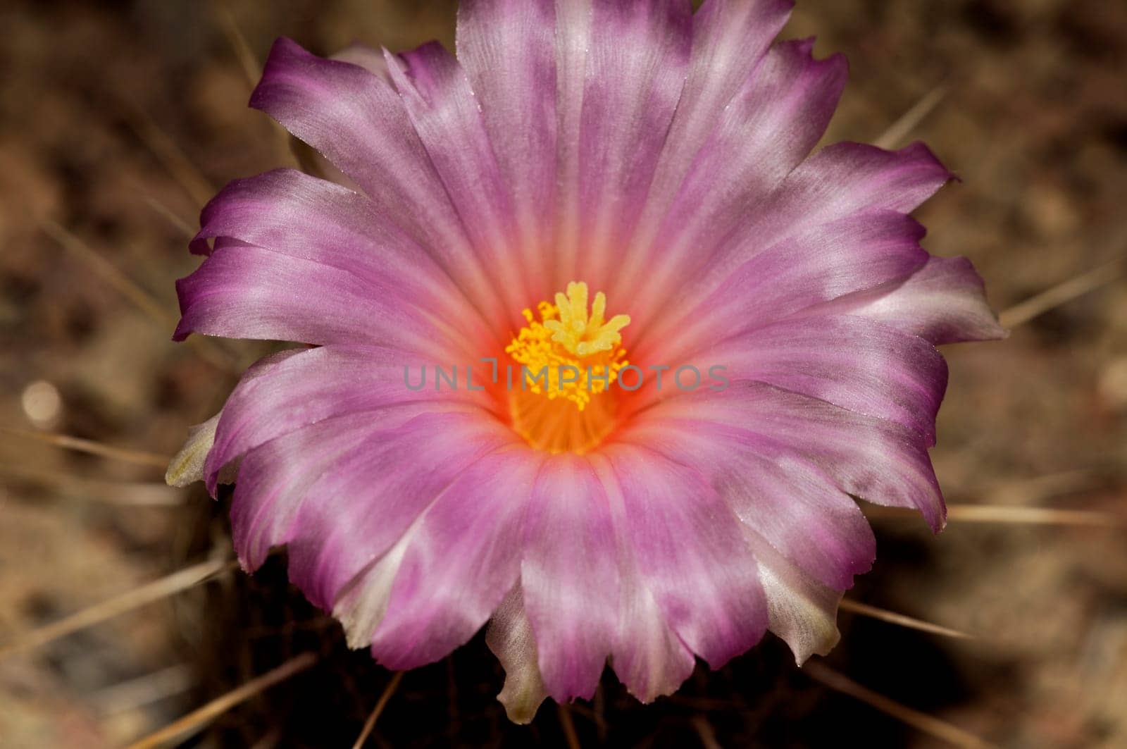 Fantasy Bloom