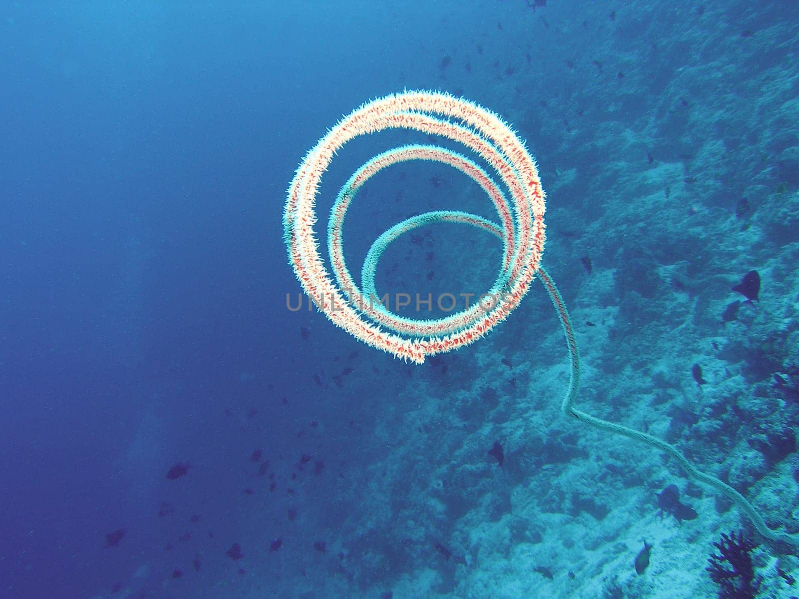 The spiral dragon coral is mostly found on reef slopes in the current.