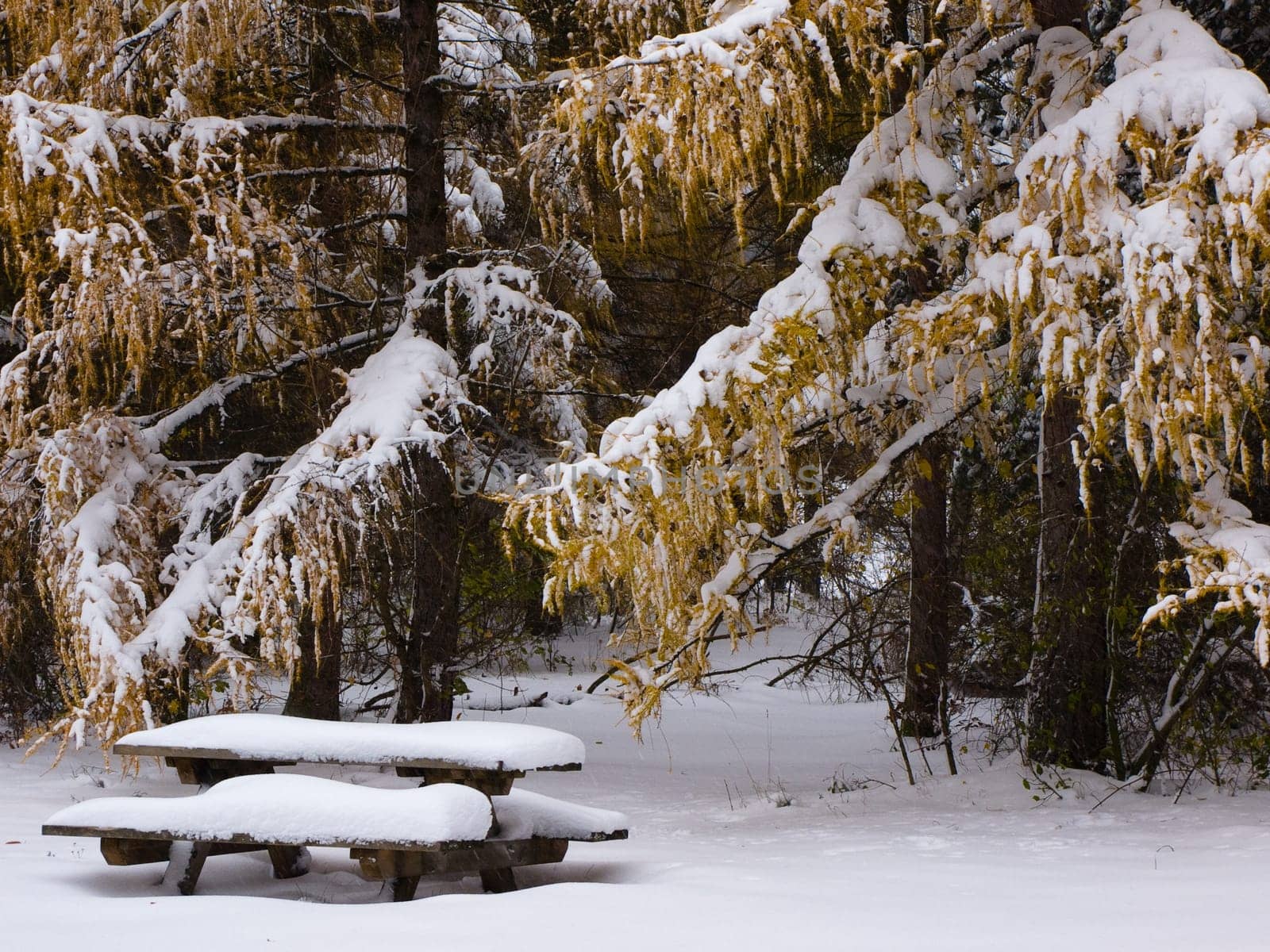 Bench in fresh snow