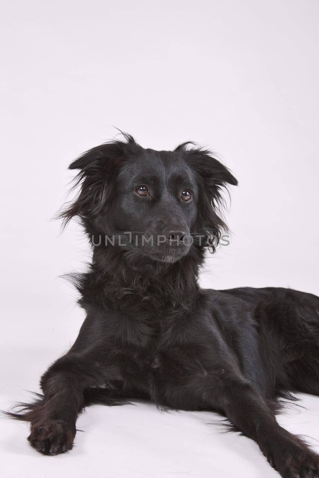Luca