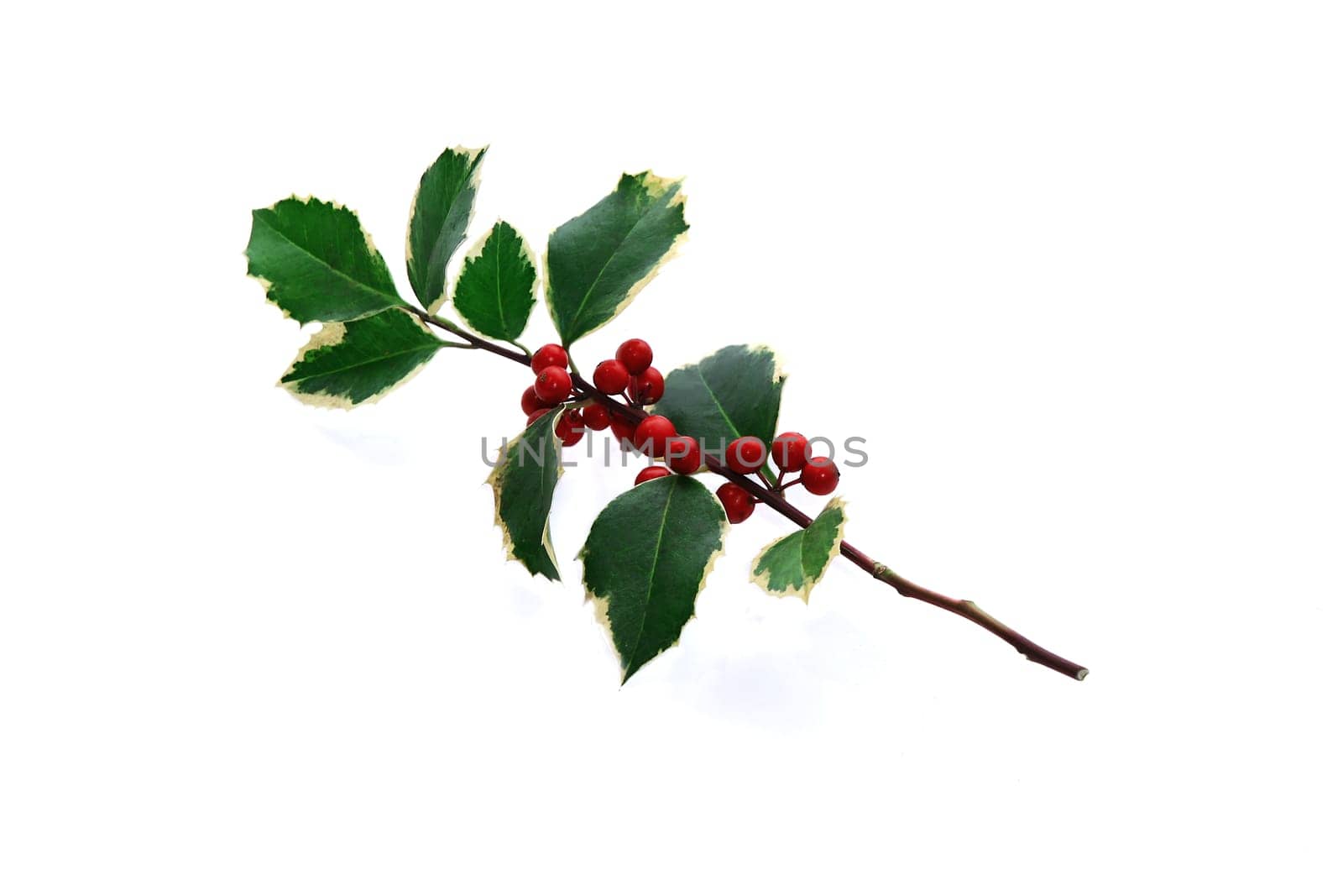Ilex