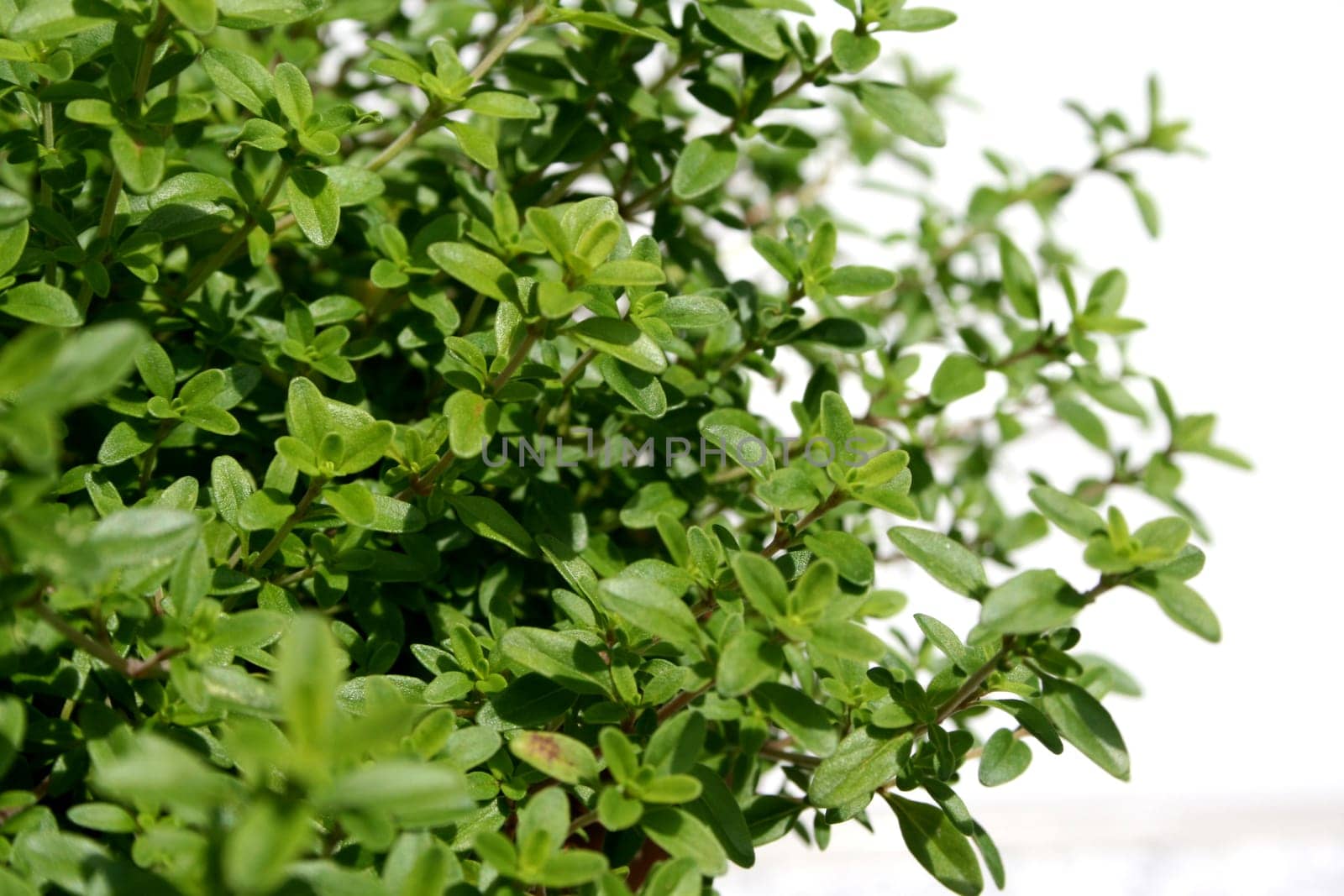 Lemon Thyme