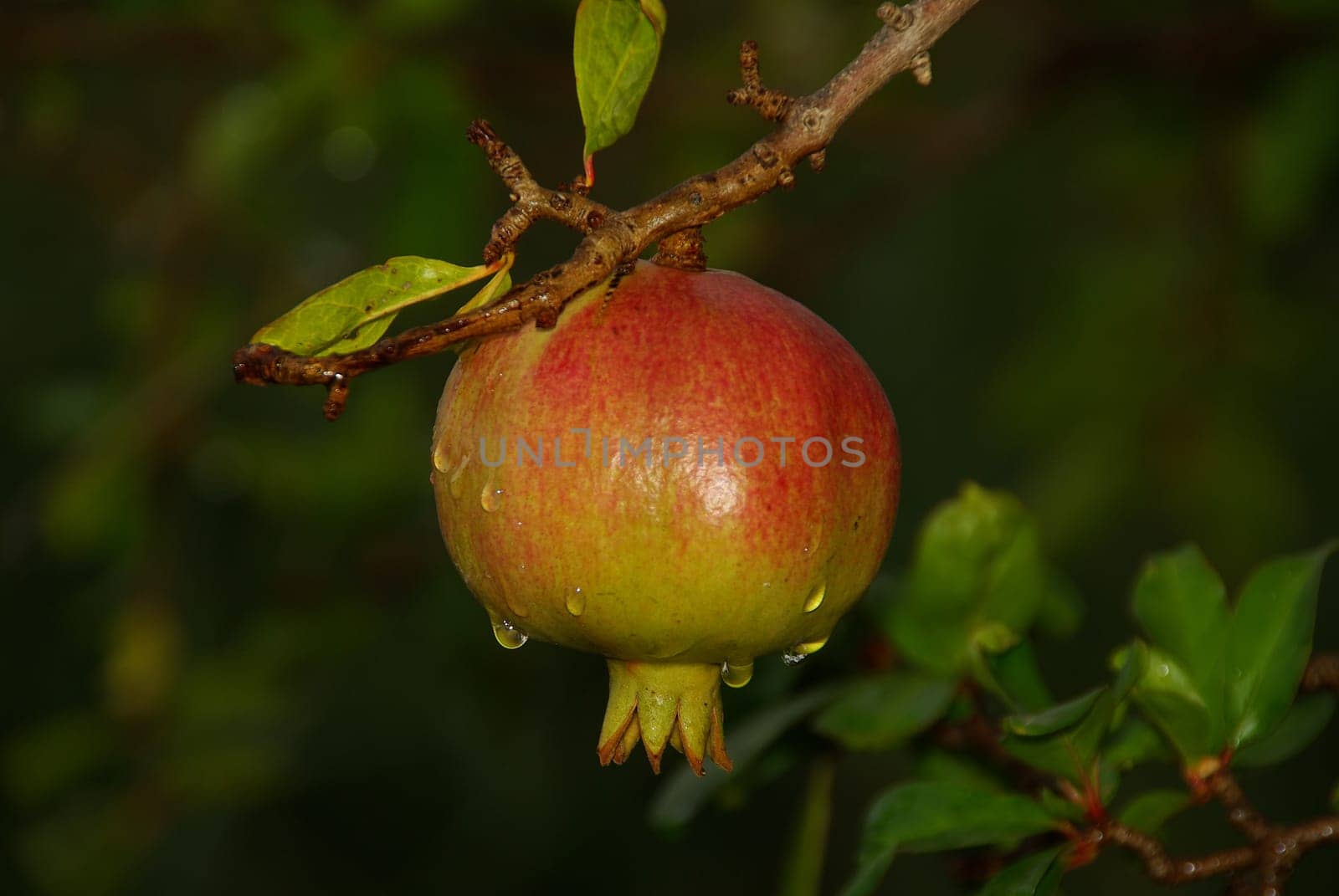 Pomegranate 08
