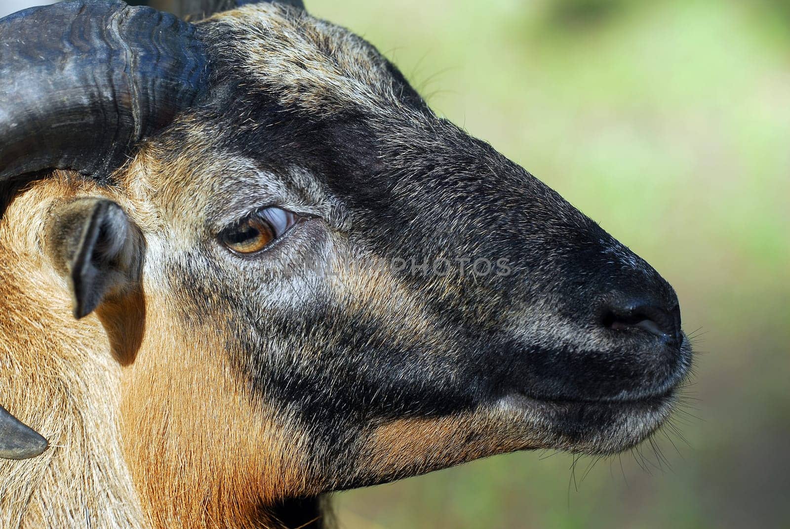 Billy goat