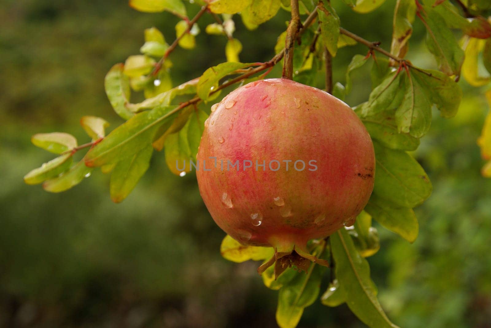Pomegranate 14