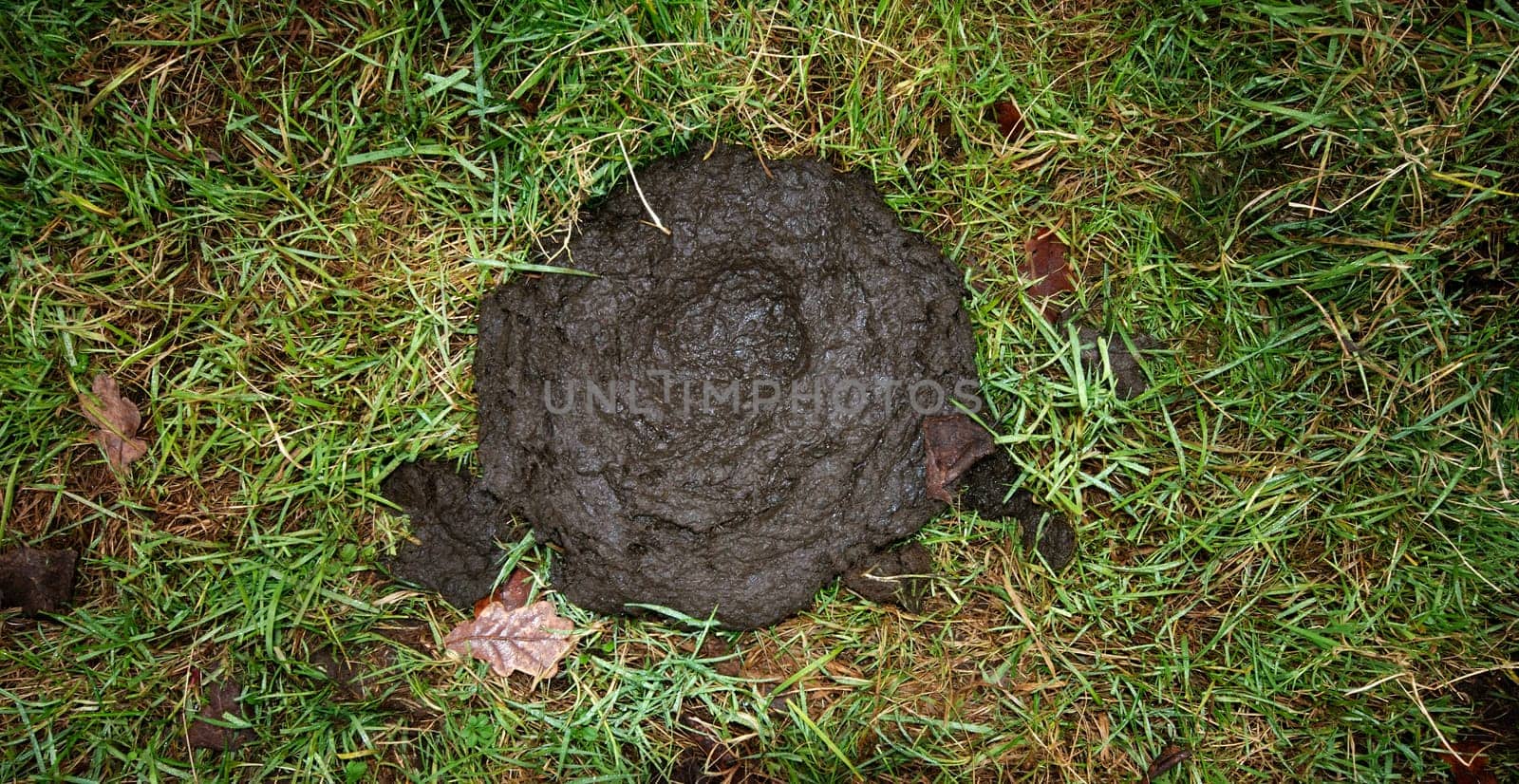 Cow pat