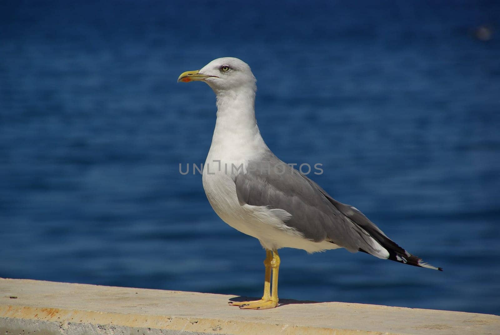 Seagull 01