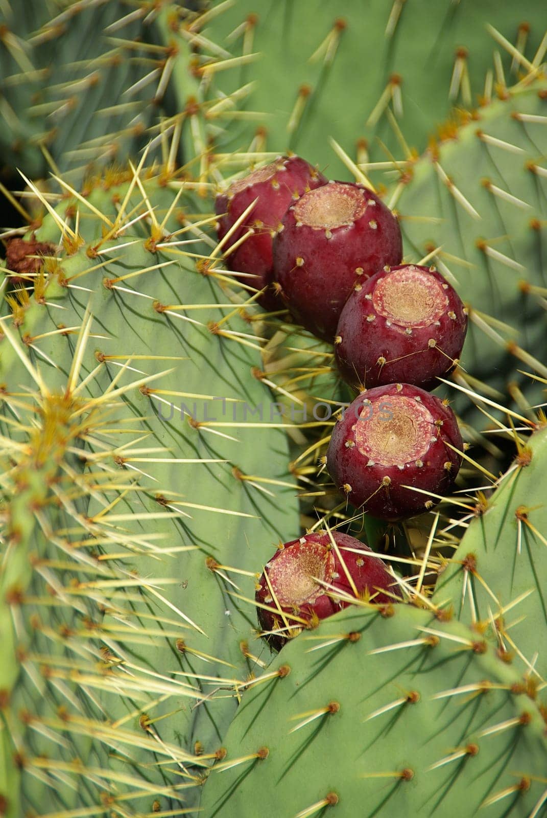 Opuntia 02