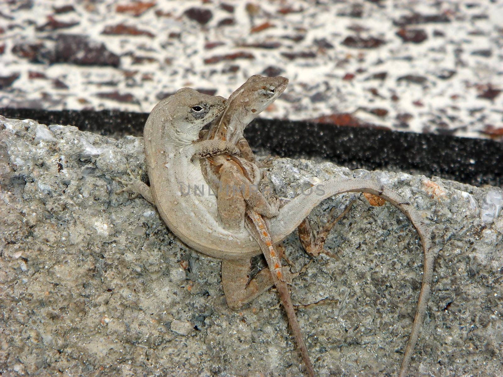 Lizard mating
