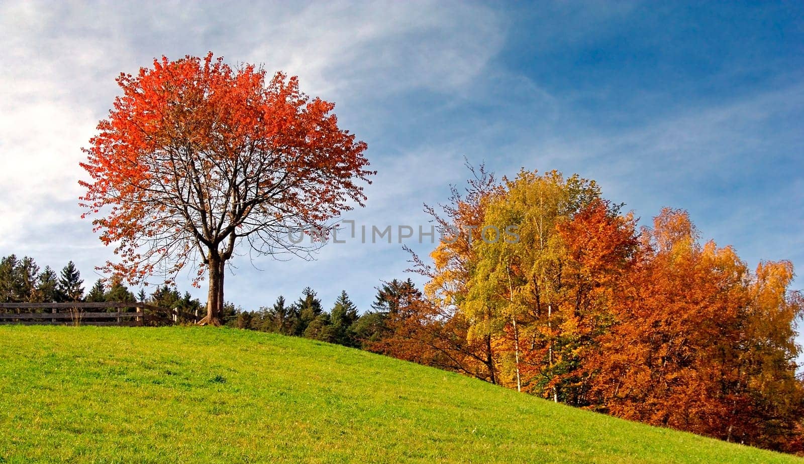 Autumn Colors
