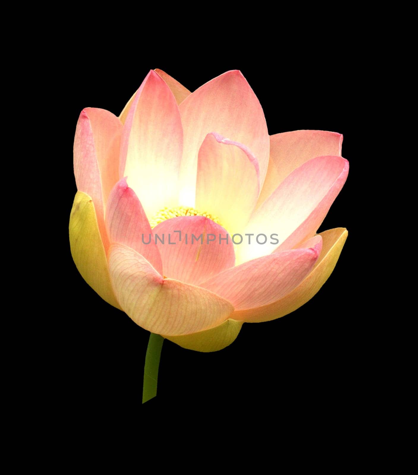 Lotus 05