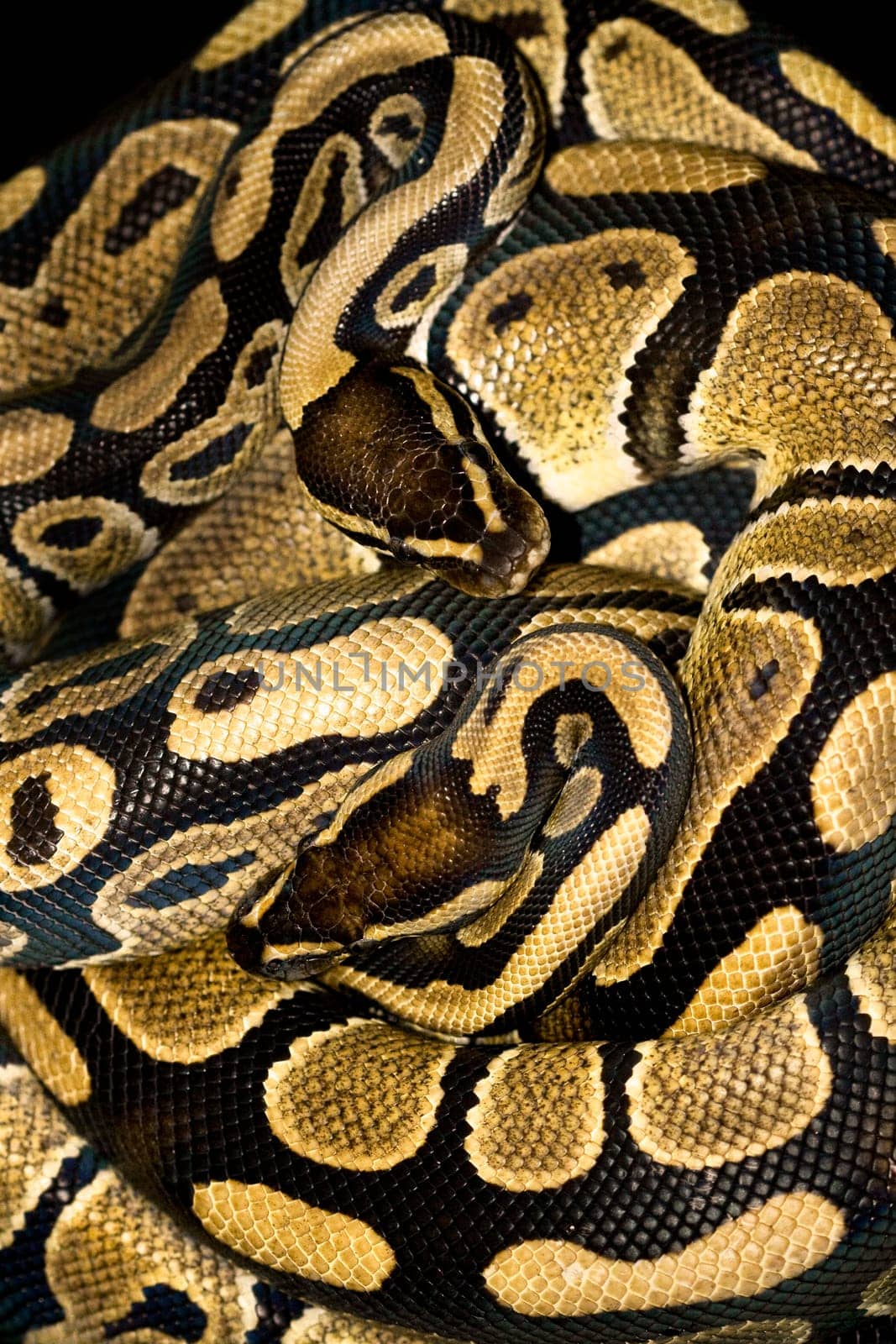 The king python is one of the smaller representatives of the giant snakes. In German-speaking countries,the Königsp. also called ball python. The name came from the defensive attitude typical of this python. He forms his body into a ball in which