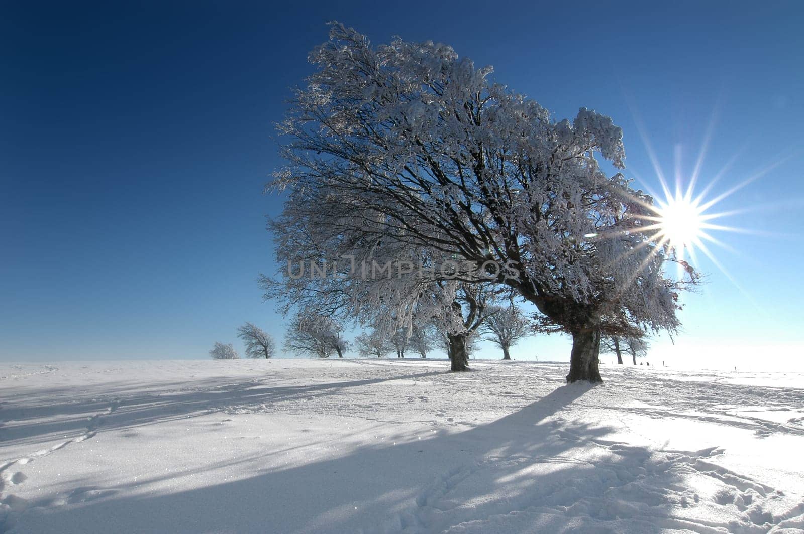 Winter Landscape 1