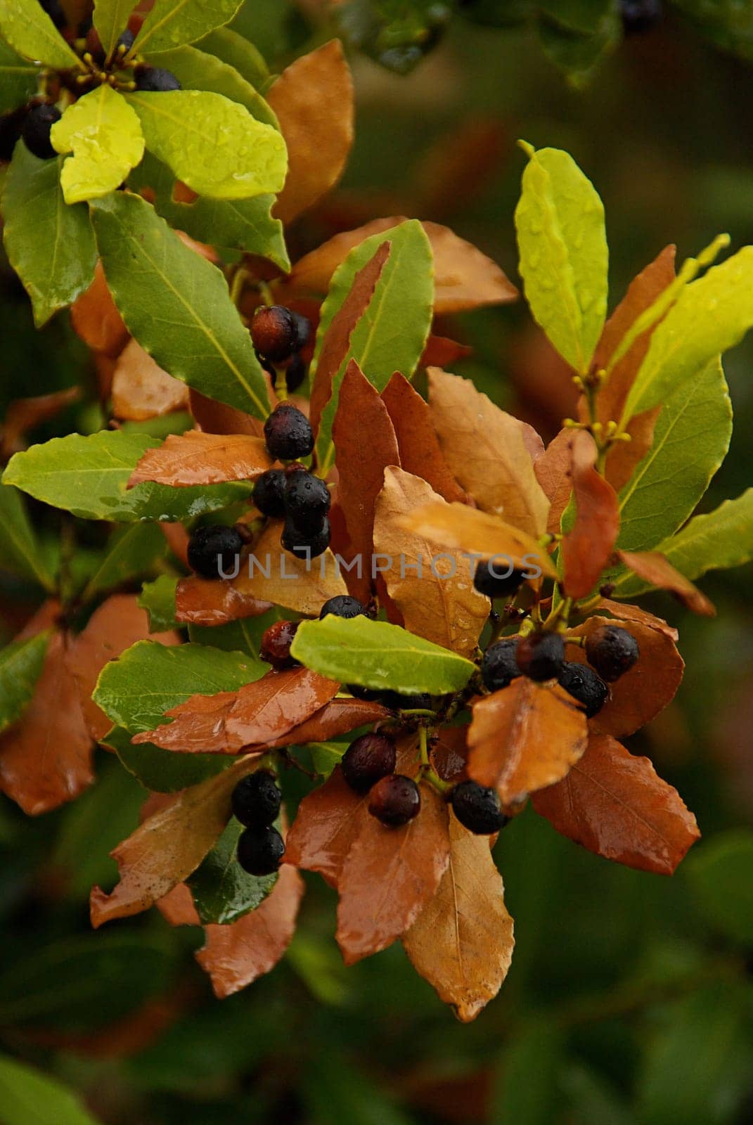 Laurel 03