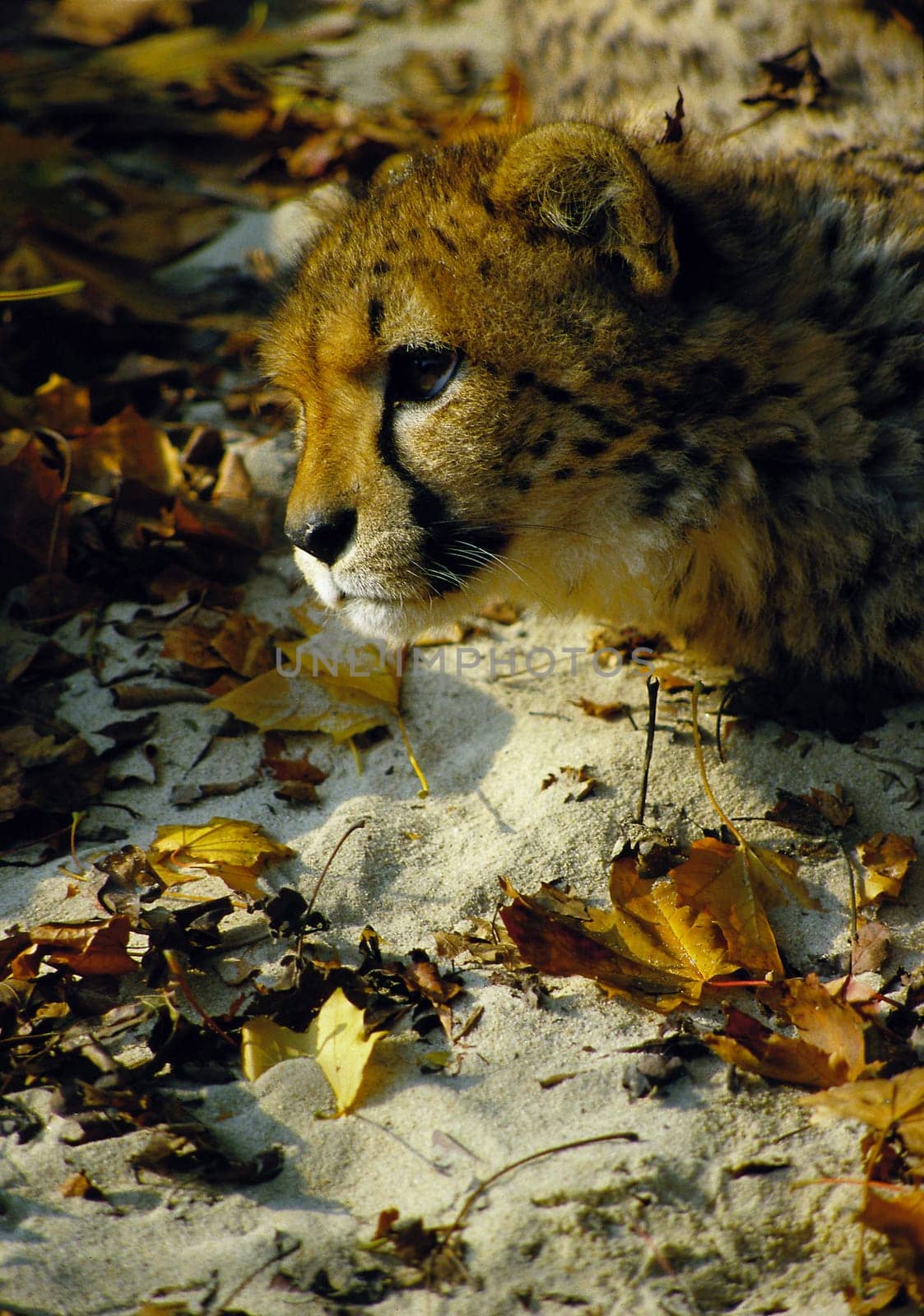 Leopard