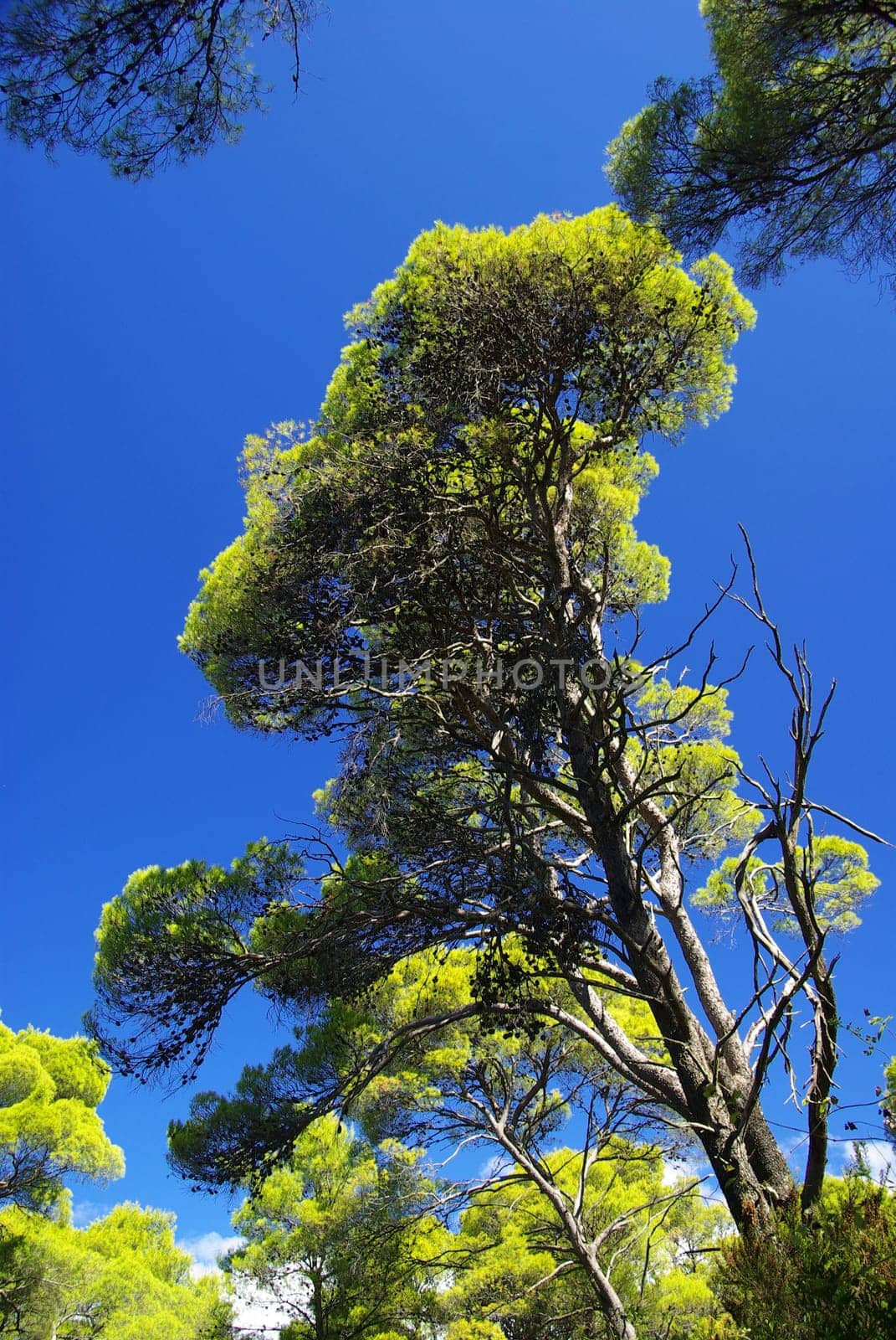 Pine 02