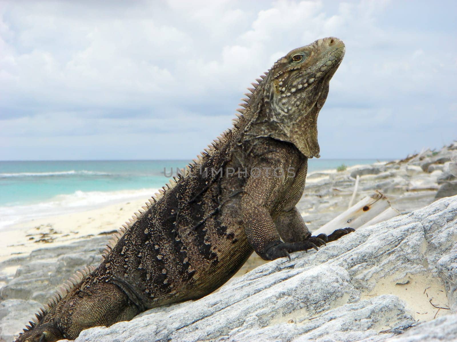 Belttail Iguana