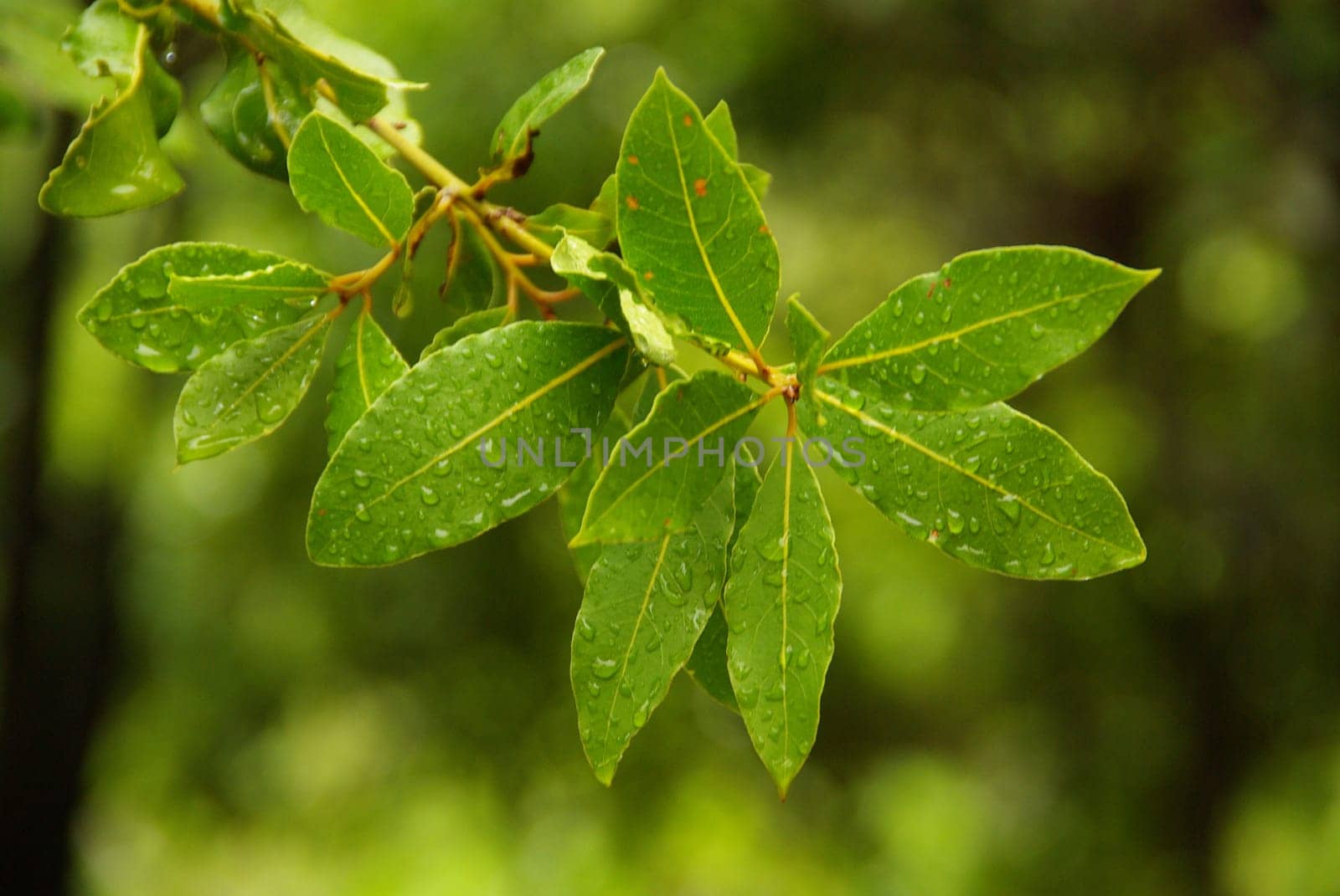 Strawberry Tree 04