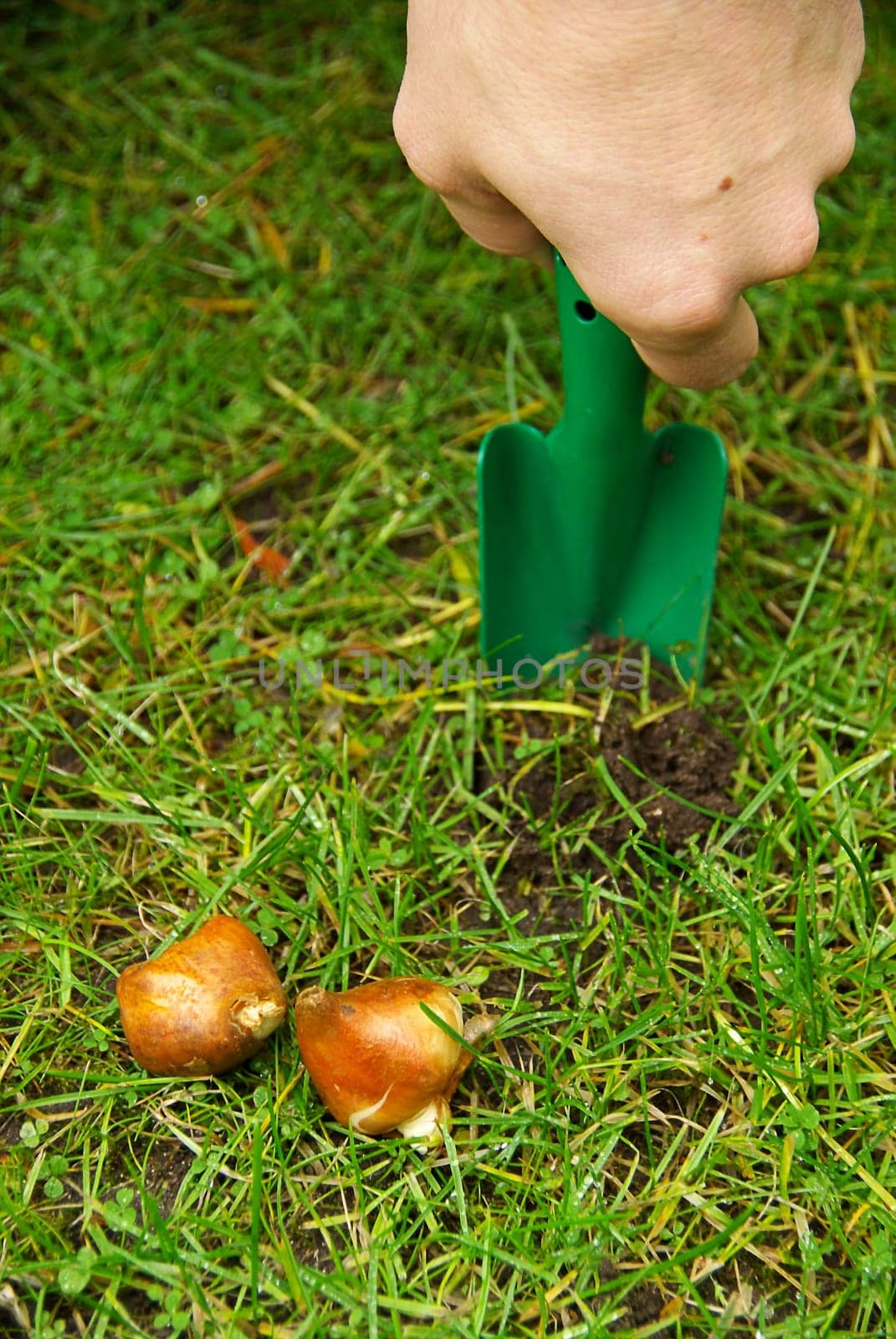 Onion Stuck 04