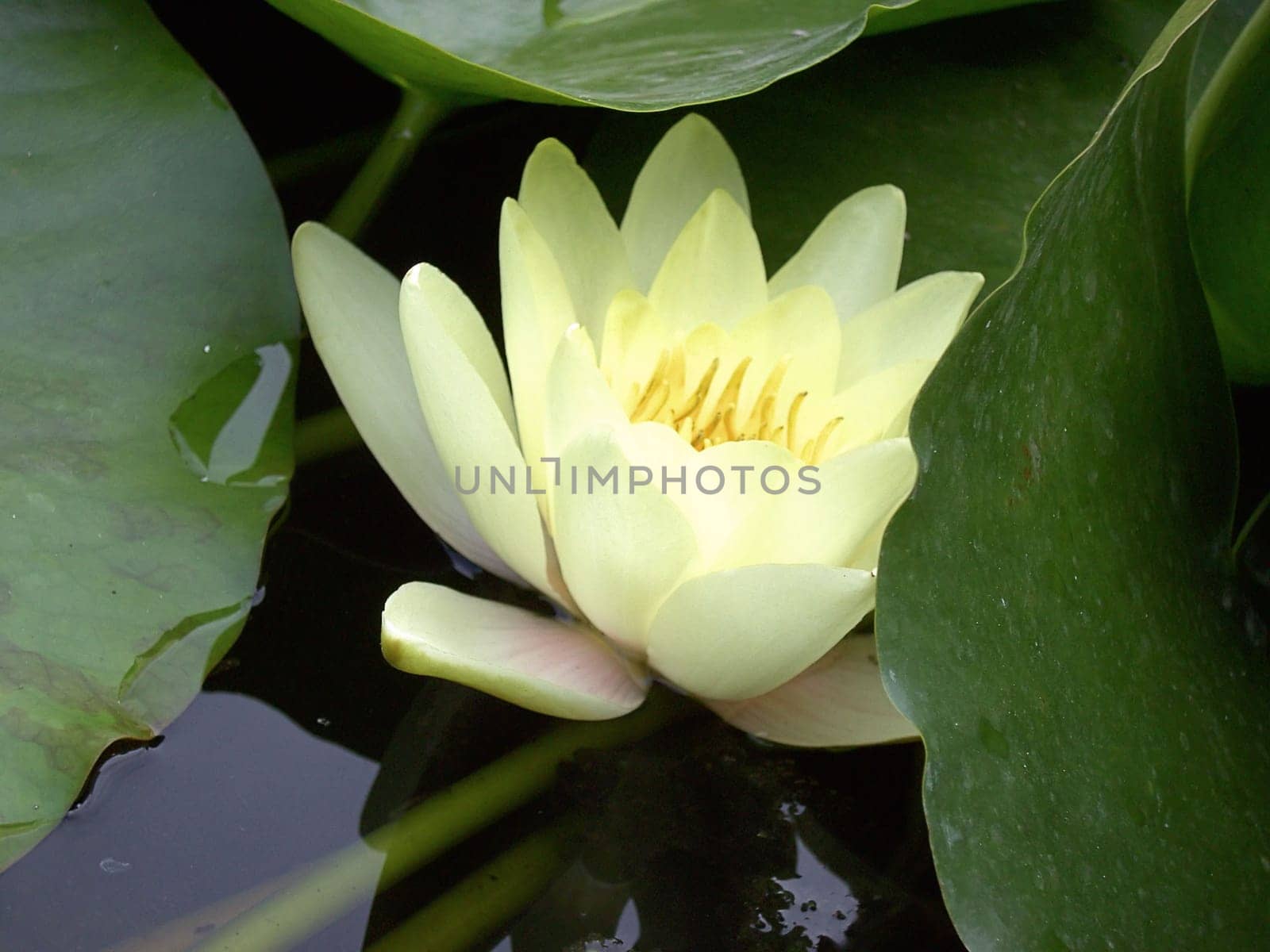Water Lily 09
