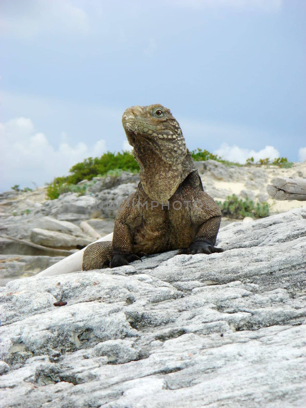 Belttail Iguana