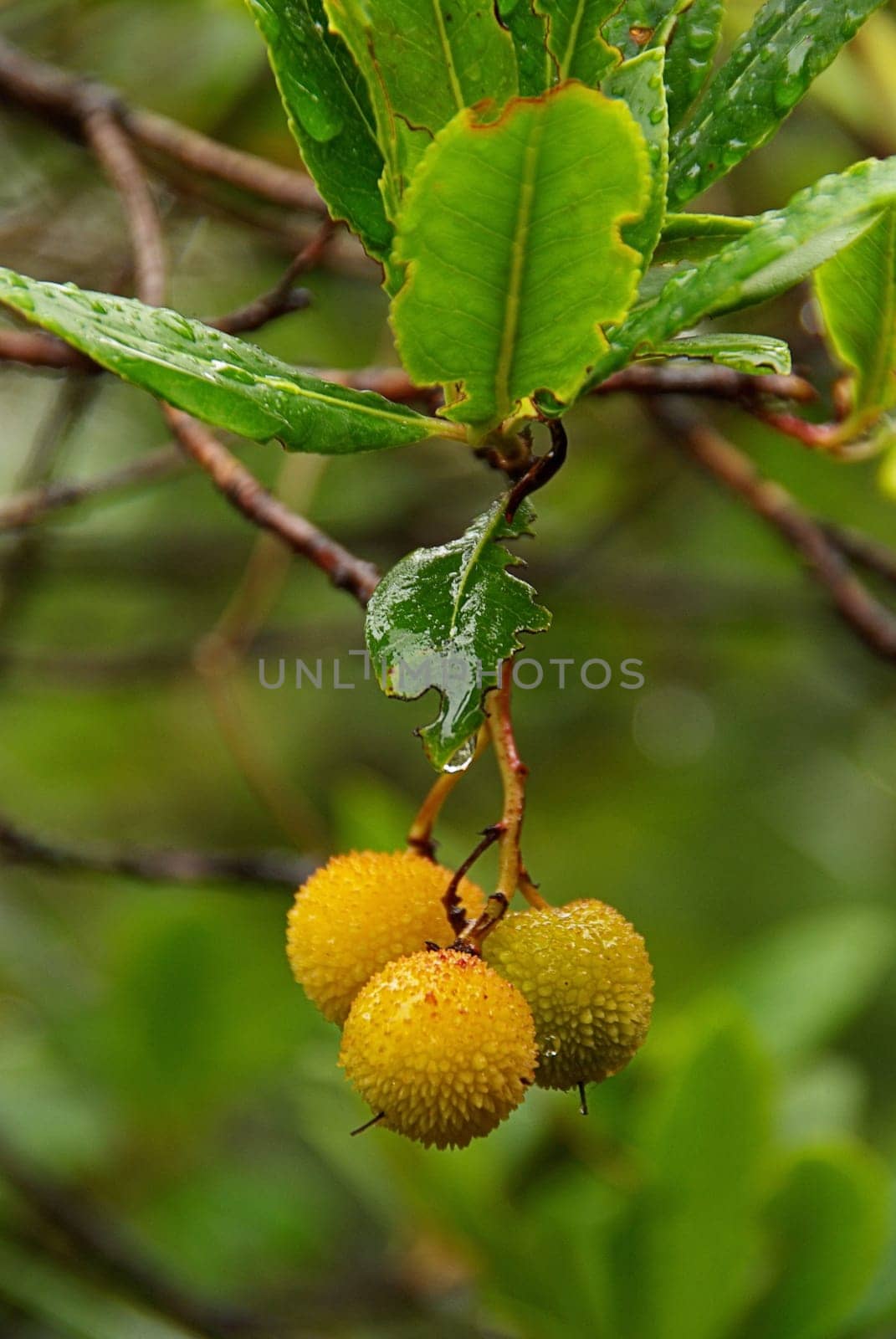Strawberry Tree 02