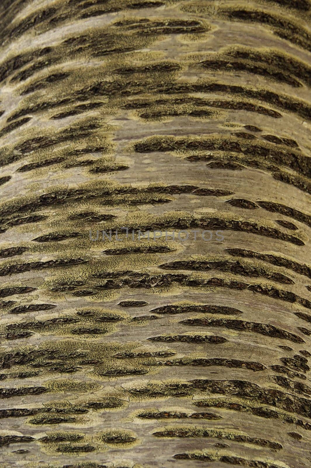 Cherry Bark 01