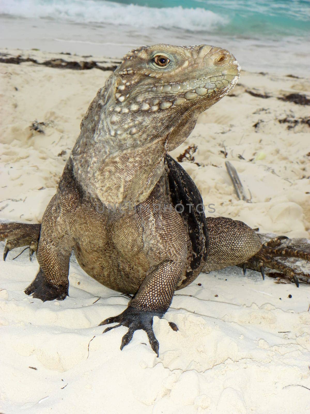 Belttail Iguana