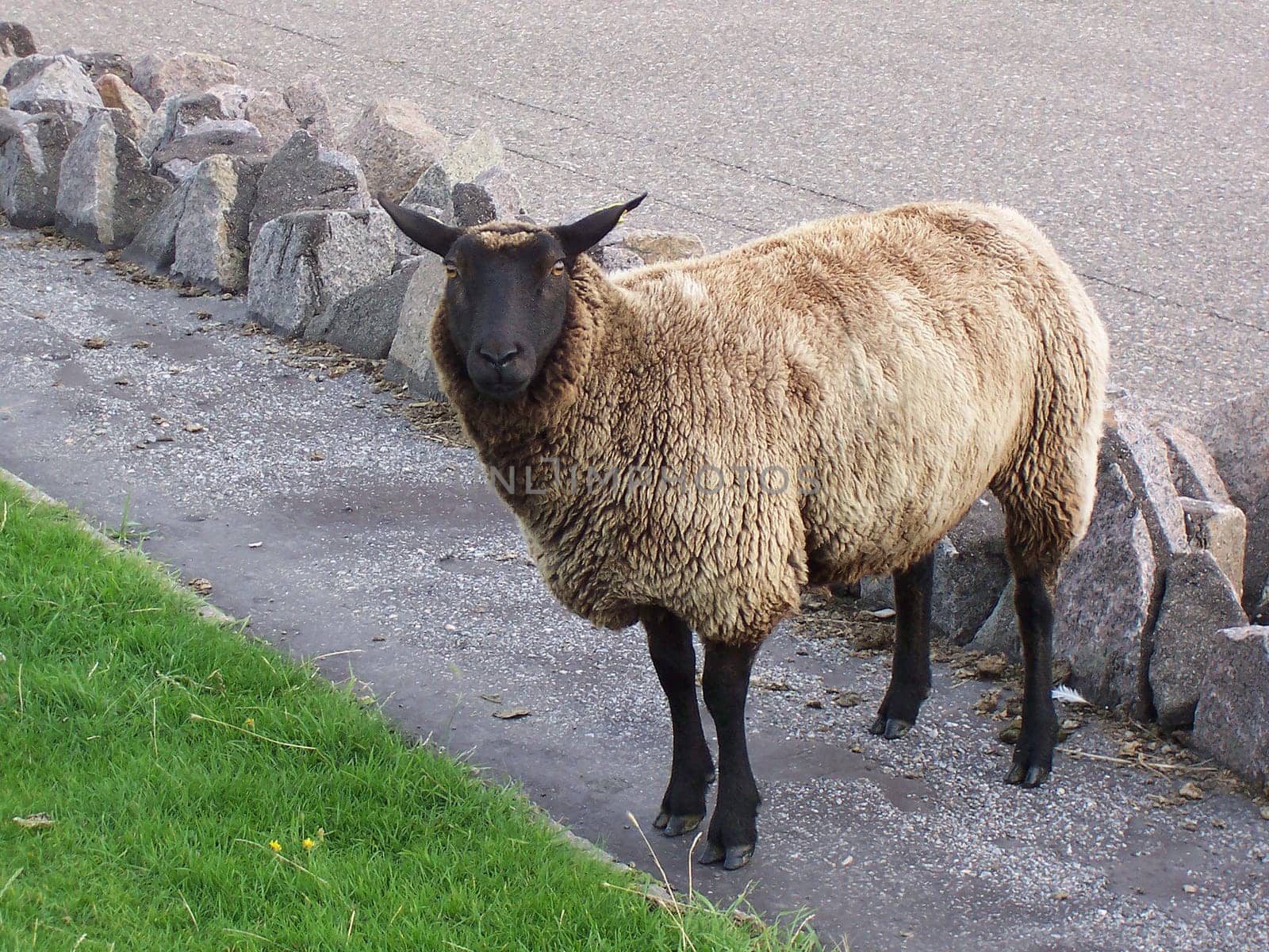 Black sheep
