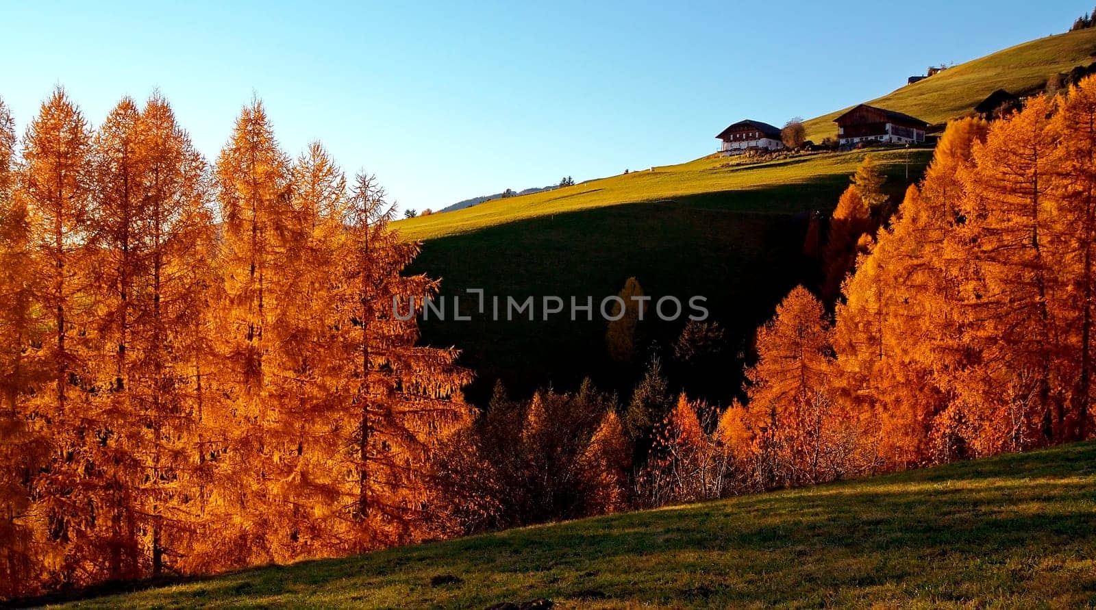 Evening light